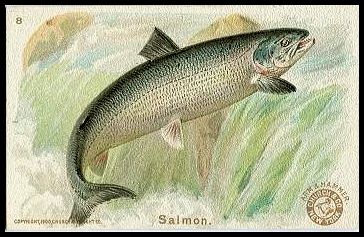 8 Salmon